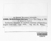 Sclerotium durum image